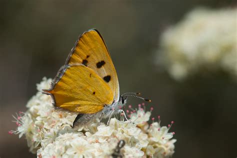 hermes copper butterfly|hermes copper butterfly facts.